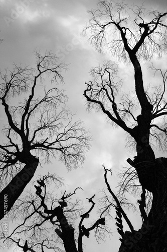 dead tree silhouette