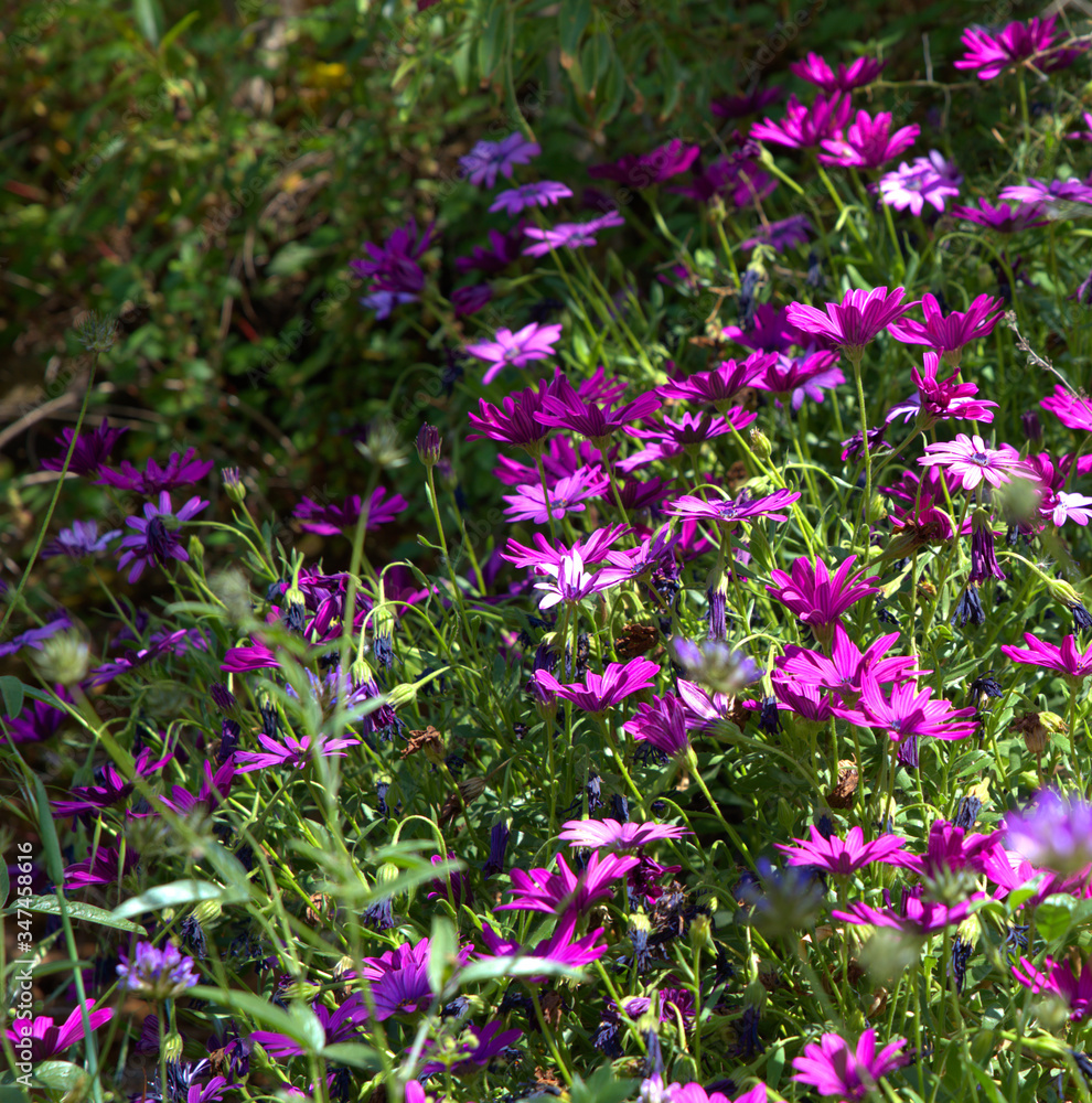 Naklejka premium traditional flowers of Greece. from the island of Skopelos. simple and humble, by nature. organic without fertilizer and spraying