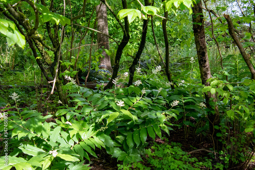 A picture of some maianthemum racemosum flowers.      Vancouver BC Canada
