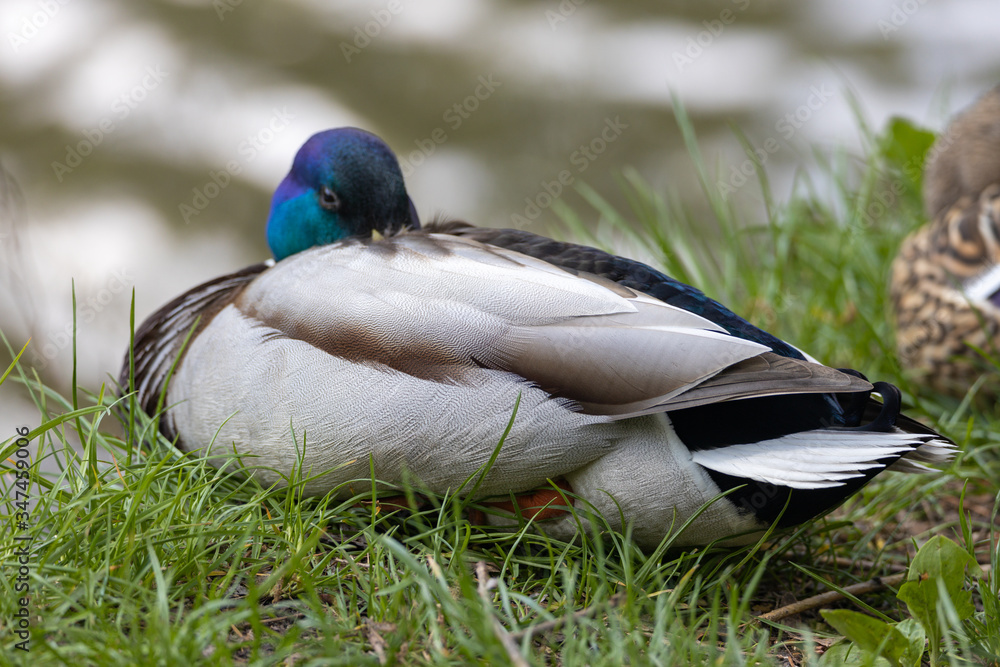 Male mallard anas platyrhynchos duck on the shore of a pond. Male mallard anas platyrhynchos duck on the shore of a pond.