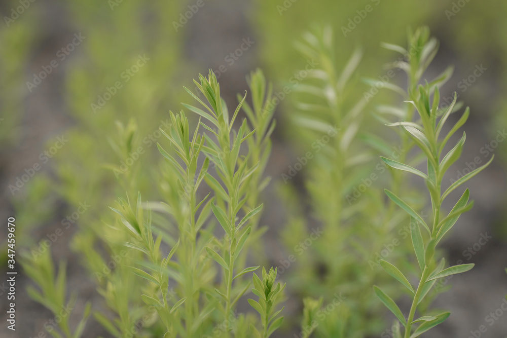 Fototapeta premium Green field with new seedlings