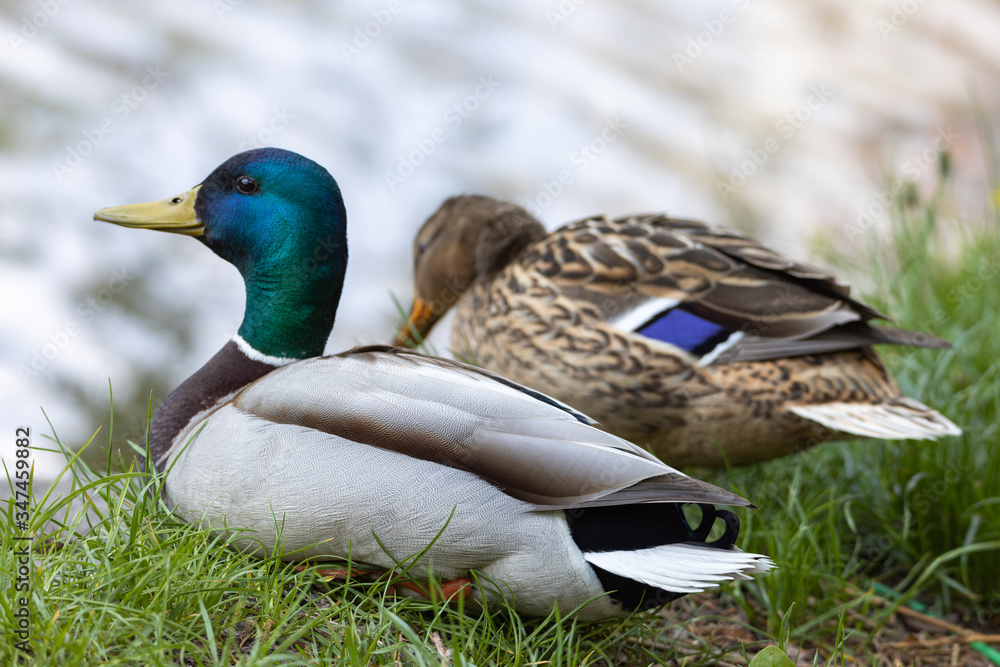 Male and female Mallard anas platyrhynchos ducks on the shore of a pond. Male and female Mallard anas platyrhynchos ducks on the shore of a pond.