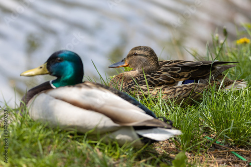 Male and female Mallard anas platyrhynchos ducks on the shore of a pond.