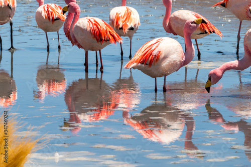 Pink flamingos at Hedionda Lagoon  in Bolivia