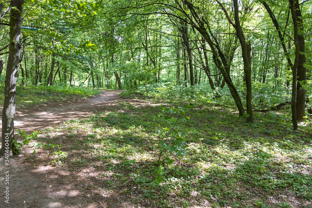 European forest in spring in sunny weather. European forest in spring in sunny weather.