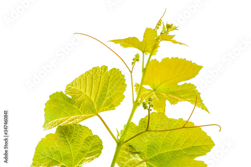 Vigne jaune sur fond blanc 