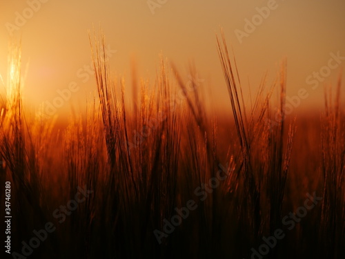Wheat ears in the Sunset 