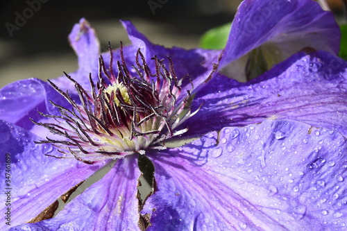 Fototapeta Naklejka Na Ścianę i Meble -  The stamens of the flower of clematis, with droplets of dew