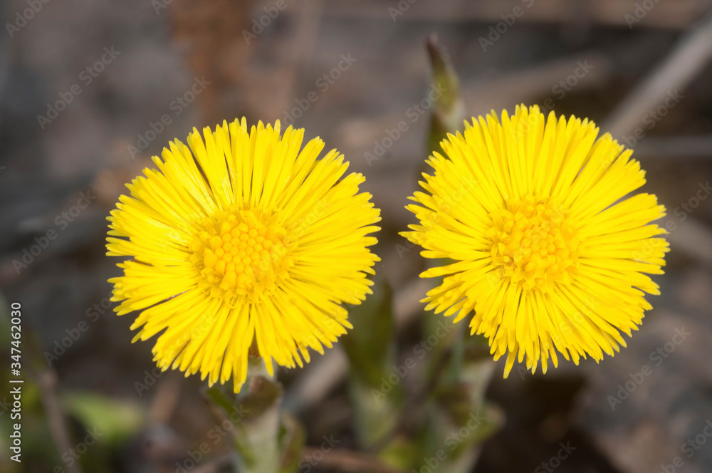 Coltsfoot (Tussulago farfara) flowers in spring