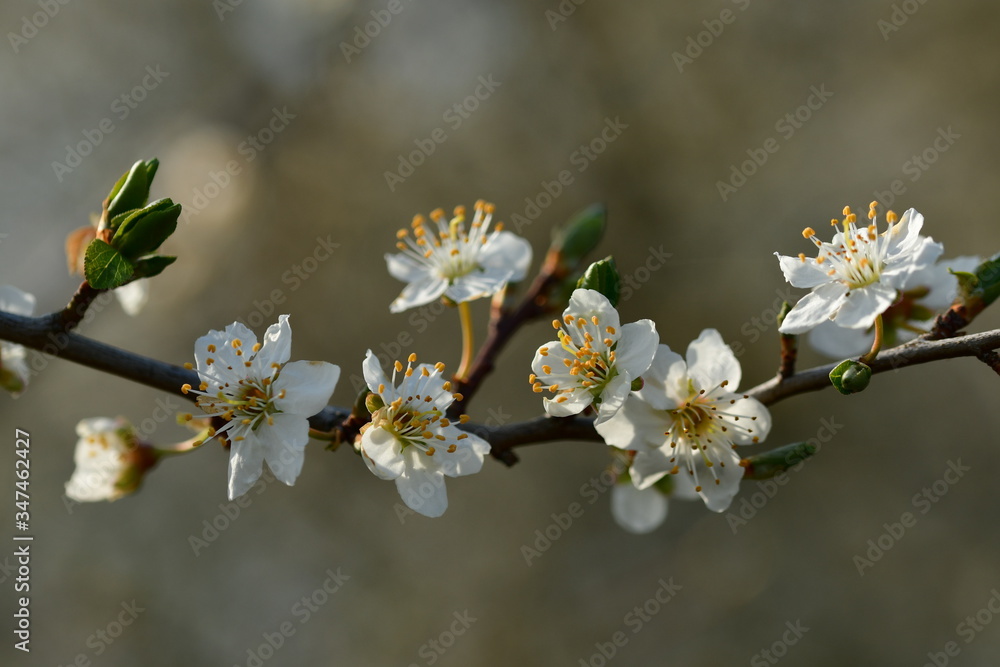 Fototapeta premium blühender Zweig