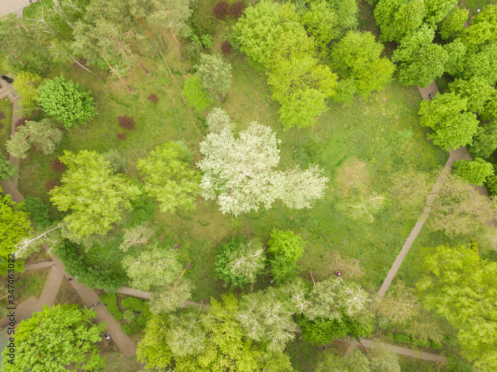 Naklejka premium Blooming tree in the park. Aerial drone view.