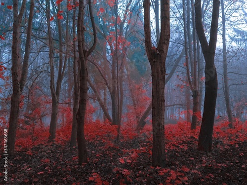 magical autumn forest in the morning