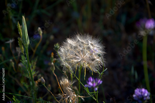 traditional flowers of Greece. from the island of Skopelos. simple and humble, by nature. organic without fertilizer and spraying photo