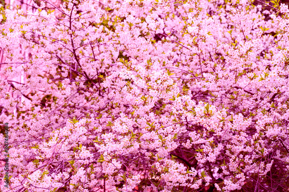 Flowering branches of cherry. Spring flowering tree. Romantic beautiful flowers. Flowering branches of cherry. Spring flowering tree. Romantic beautiful flowers.