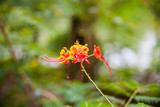red flower in the forest