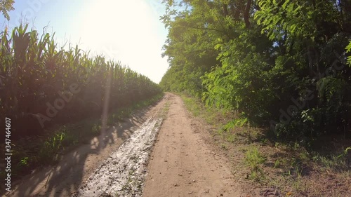 a dirt road at sunrise through cornfields next to Mortara, province of Pavia, Lombardy, Italy photo