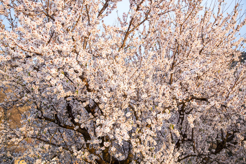 rama de almendro llena de flores flores blancas y rosadas bajo un cielo azul
rama de almendro llena de flores flores blancas y rosadas bajo un cielo azul