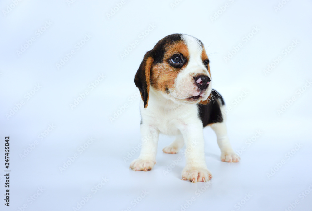Smart beagle dog standing on isolated background with copy space for advertisement.