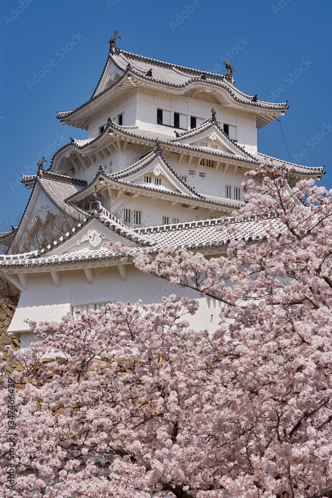 Himeji castle during the cherry blossom sakura season in Himeji, Hyogo Prefecture, Japan Himeji castle during the cherry blossom sakura season in Himeji, Hyogo Prefecture, Japan