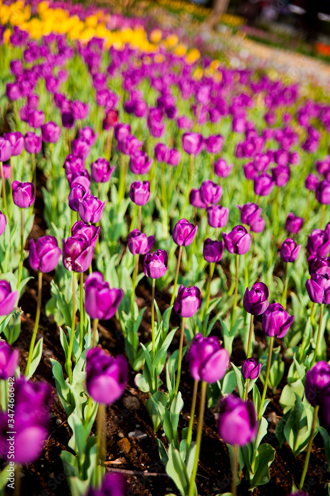 purple tulips in the garden