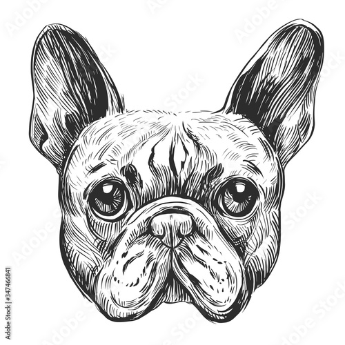 Illustration of french bulldog Vector sketch 