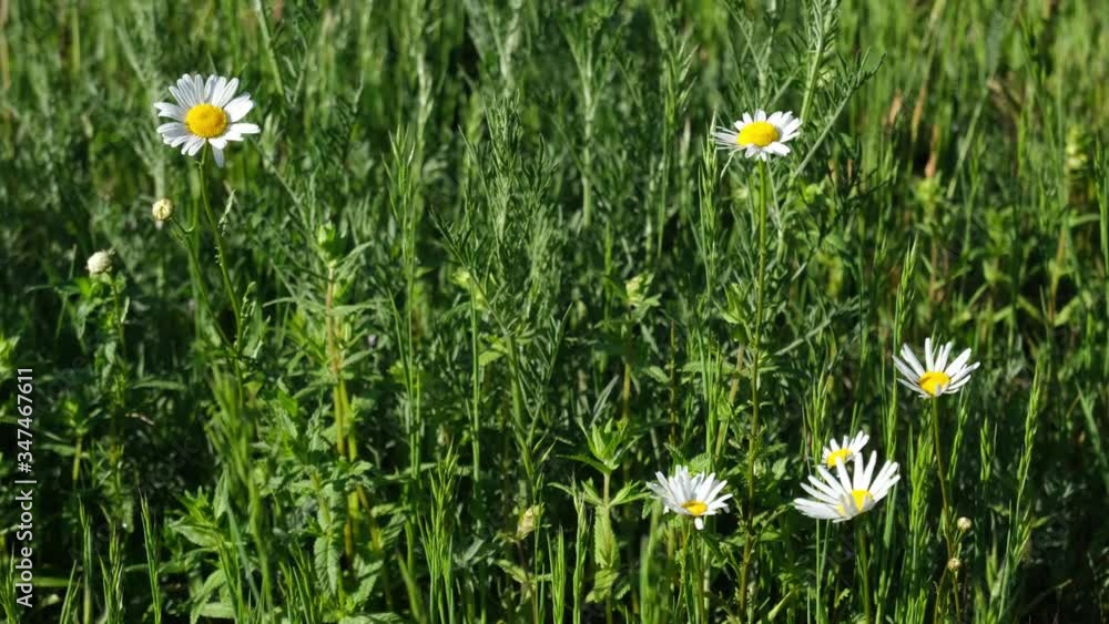 beautiful daisies in the spring breeze beautiful daisies in the spring breeze