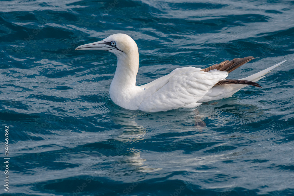A northern gannet (Morus bassanus) flying over the Mediterranean sea, catching fish. A northern gannet (Morus bassanus) flying over the Mediterranean sea, catching fish.