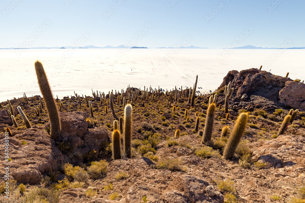 Incahuasi island (Cactus Island) on Salar de Uyuni, in Bolivia Stock ...