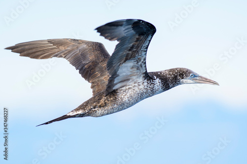 A northern gannet  Morus bassanus  flying over the Mediterranean sea  catching fish.