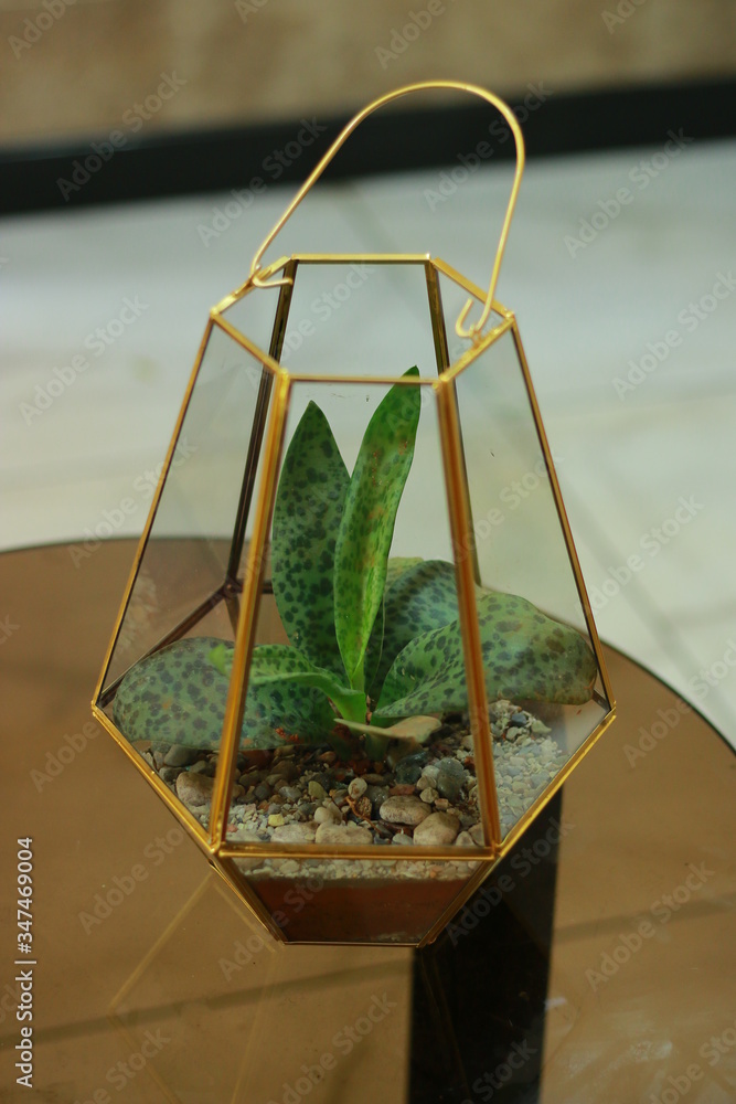 A terrarium  is usually a sealable glass container containing soil and plants, and can be opened for maintenance to access the plants inside. 