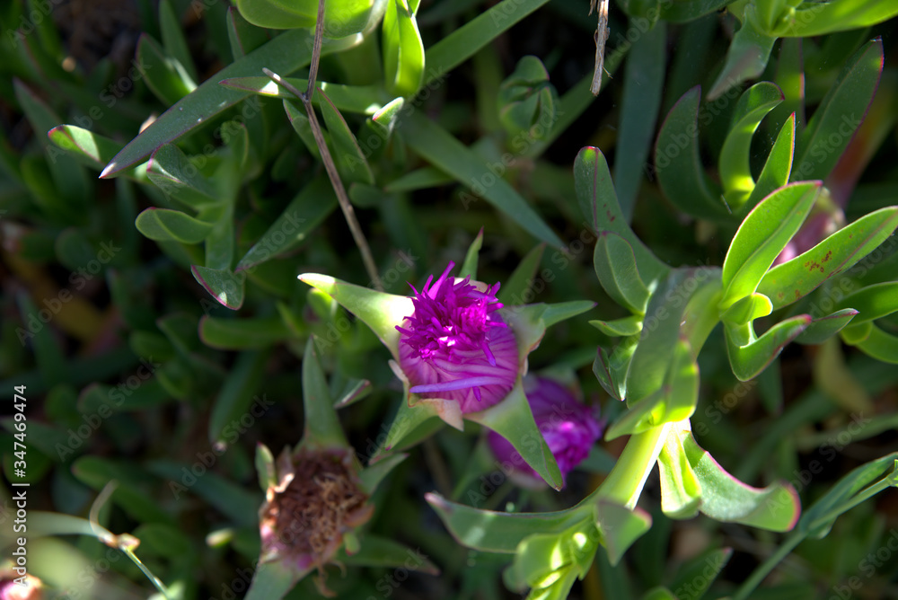 traditional flowers of Greece. from the island of Skopelos. simple and humble, by nature. organic without fertilizer and spraying traditional flowers of Greece. from the island of Skopelos. simple and humble, by nature. organic without fertilizer and spraying