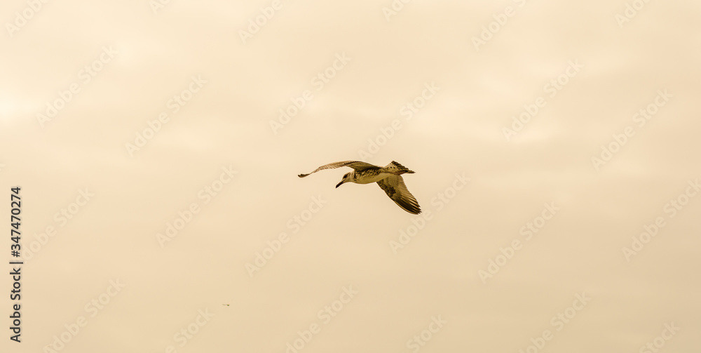 Beautiful Birds flying in the sky in middel of sea  of dwakra gujarat
