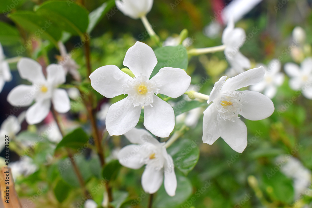 Beautiful white flowers with blurred background Beautiful white flowers with blurred background