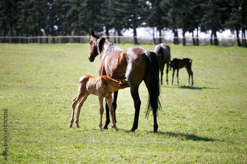 Photo of beautiful mare and foal on rural animal farm spring time © acceptfoto