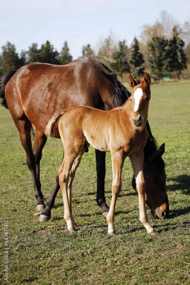 Obraz premium Photo of beautiful mare and foal on rural animal farm spring time