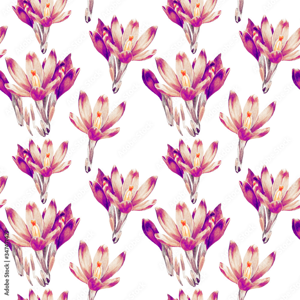 Watercolor seamless pattern of Crocus flowers.