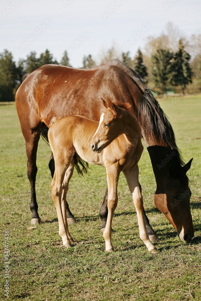 Photo of beautiful mare and foal on rural animal farm spring time Photo of beautiful mare and foal on rural animal farm spring time