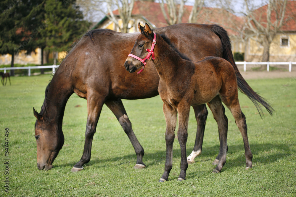 Photo of beautiful mare and foal on rural animal farm spring time Photo of beautiful mare and foal on rural animal farm spring time