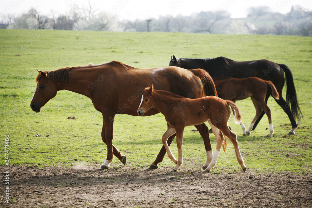 Photo of beautiful mare and foal on rural animal farm spring time Photo of beautiful mare and foal on rural animal farm spring time