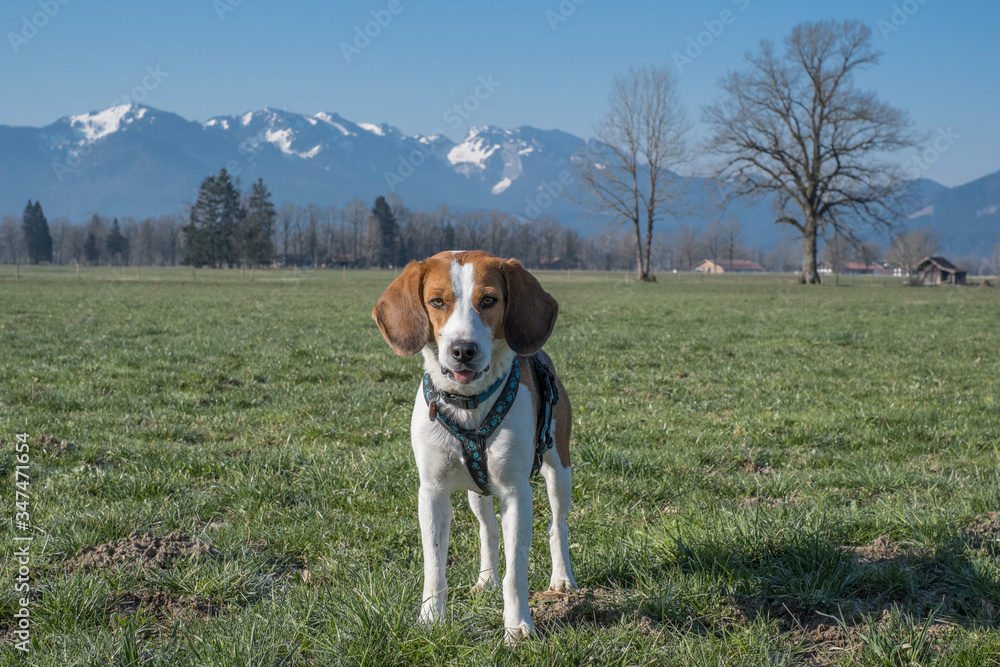 Beagle vor Benediktenwandmassiv