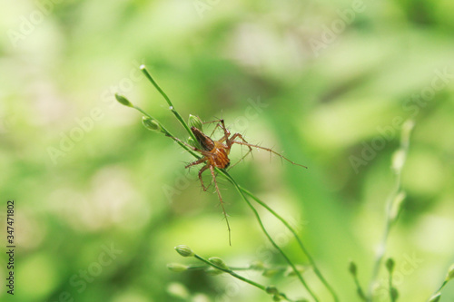 Spider on a leaf  © JINO