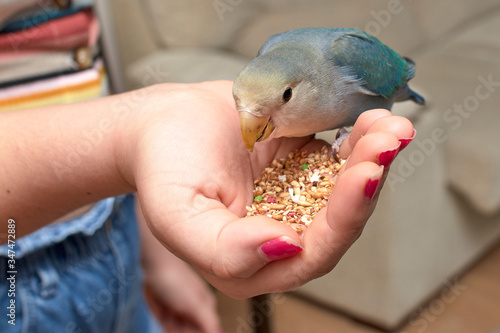 Lovebirds eating from the hand of a girl.