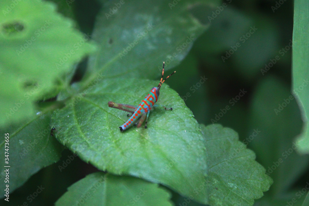 grasshopper on a leaf grasshopper on a leaf