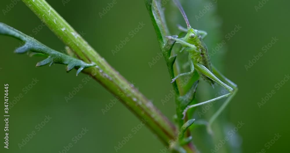 Grasshopper (Tettigonia viridissima) sits on green leaf or blade of grass and waves its antennae, blurred background. Beautiful spring background, close up, macro shot Grasshopper (Tettigonia viridissima) sits on green leaf or blade of grass and waves its antennae, blurred background. Beautiful spring background, close up, macro shot