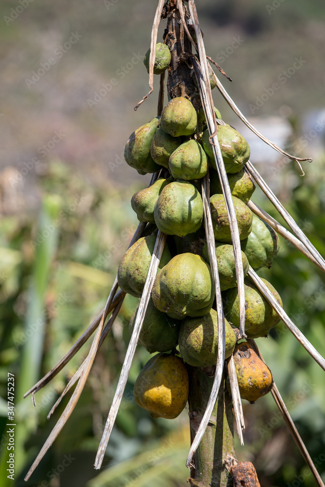 Obraz na plátně Ripe green papaya hanging from a papaya tree