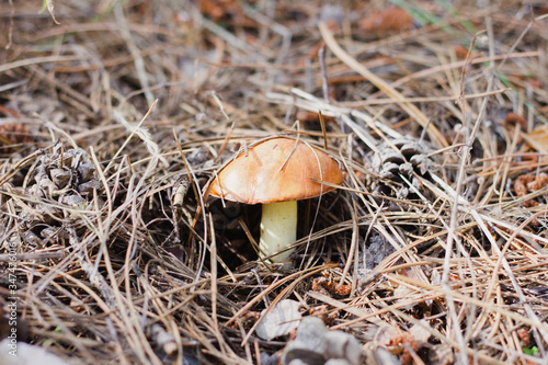 mushrooms in a pine forest close-up. 