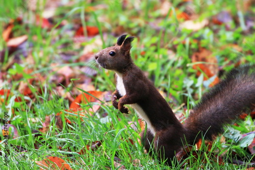 Cute squirrel In Hokkaido,Japan © Satoshi S