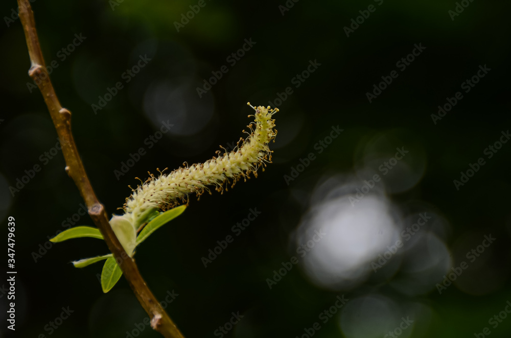 Naklejka premium Catkin resembling caterpillar