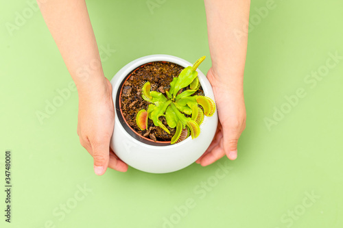 Venus Flytrap (Dionaea muscipula) on green background. A boy holding a flowerpot with Venus Flytrap. Flat lay photo