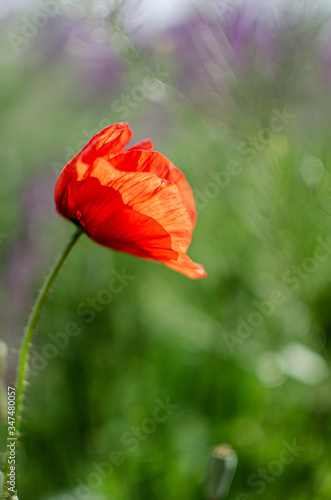 Red meadow poppy flowers, copy space. Selective focus
